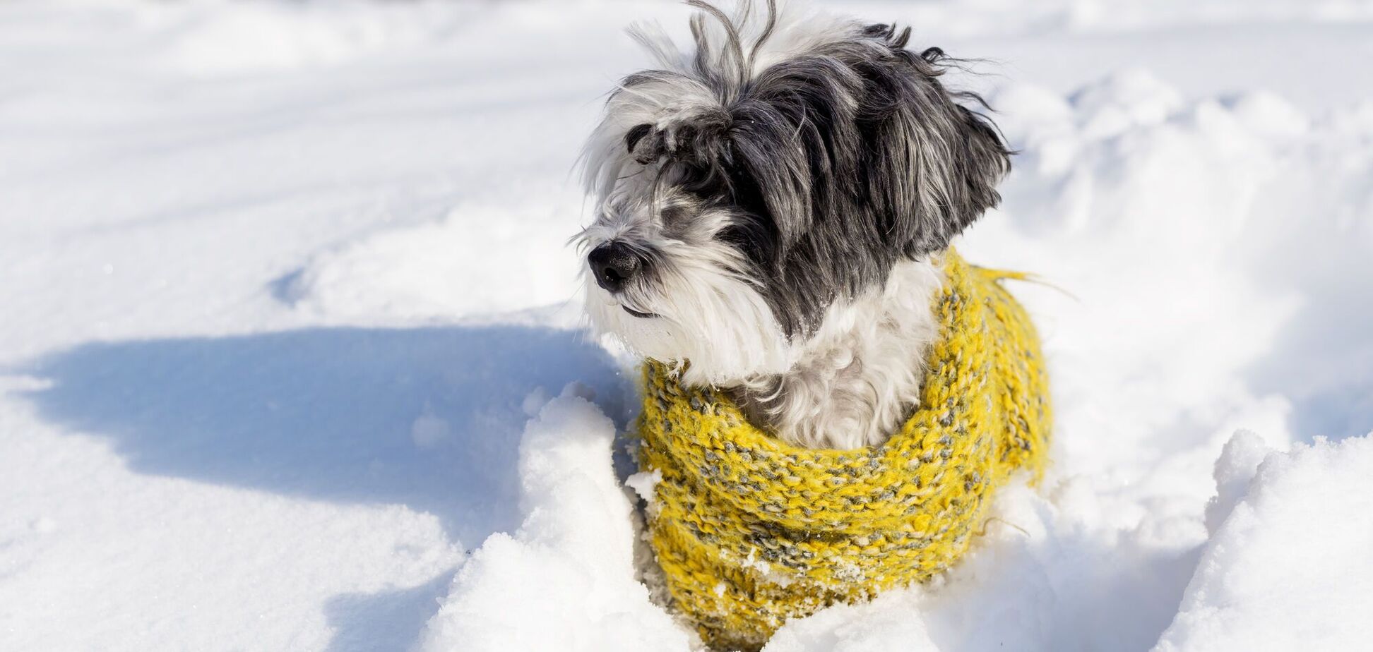 Что сделать, чтобы уберечь домашних любимцев от опасности зимой: топ-5 шагов