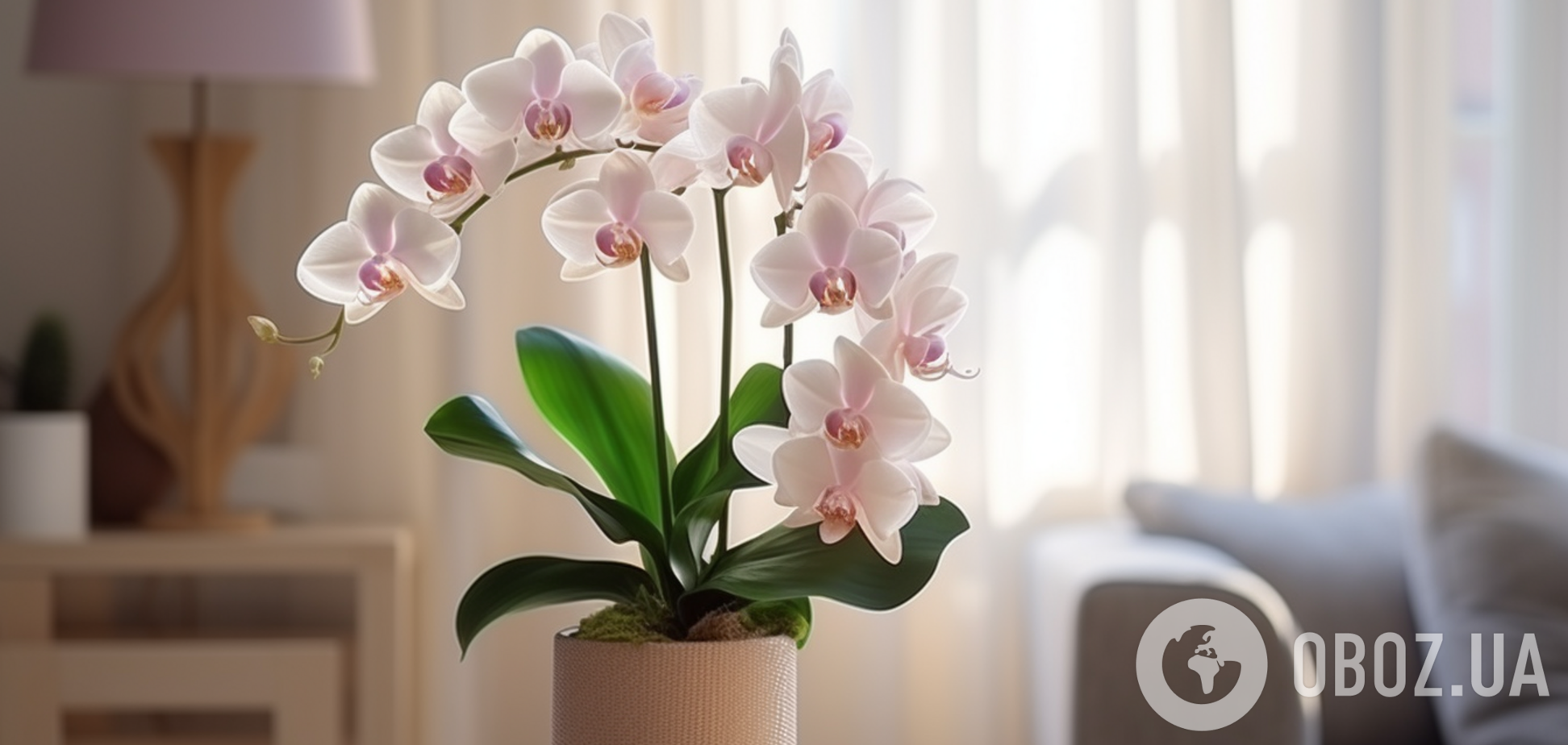 Что можно сделать уже сейчас, чтобы орхидеи пышно зацвели весной
