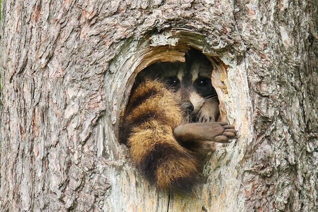 Обране найсмішніше фото дикої природи за 2025 рік: неможливо не посміхнутися