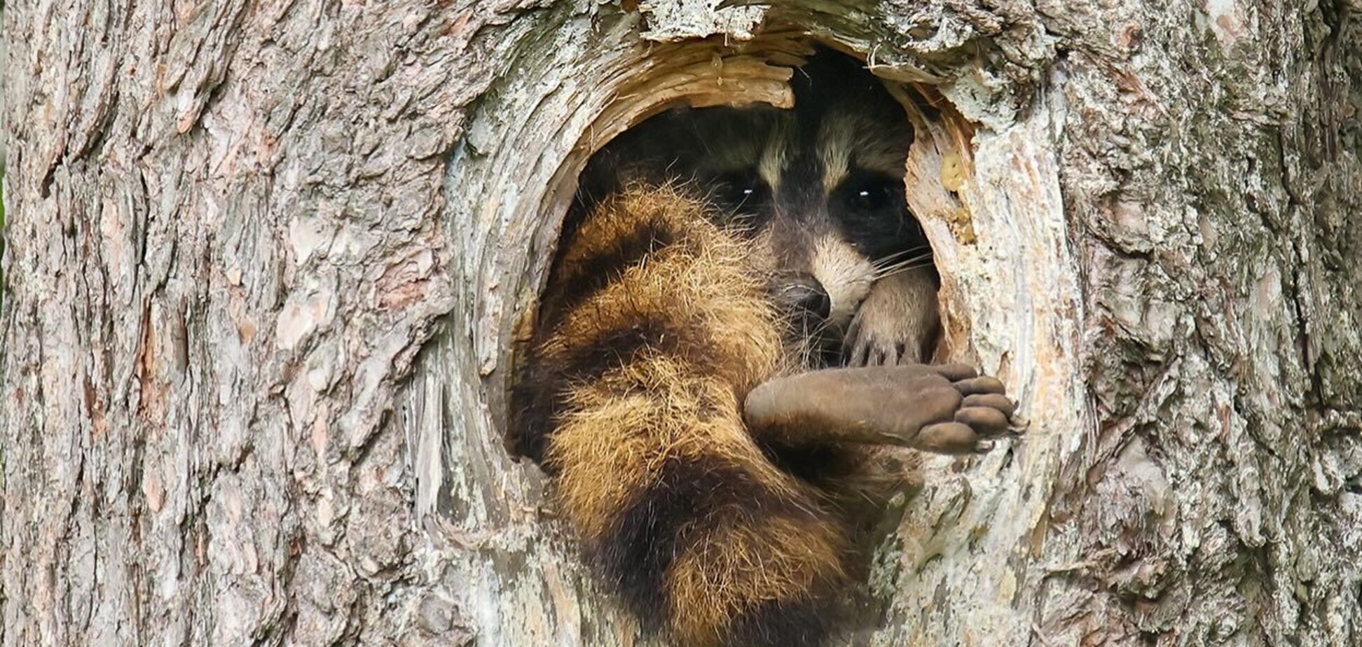 Выбрано самое смешное фото дикой природы за 2025 год: невозможно не улыбнуться