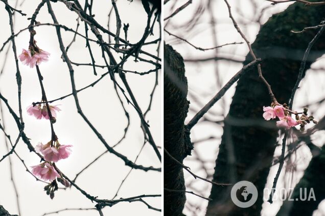 У Мукачеві в грудні розцвіла 'шалена' сакура. Фото