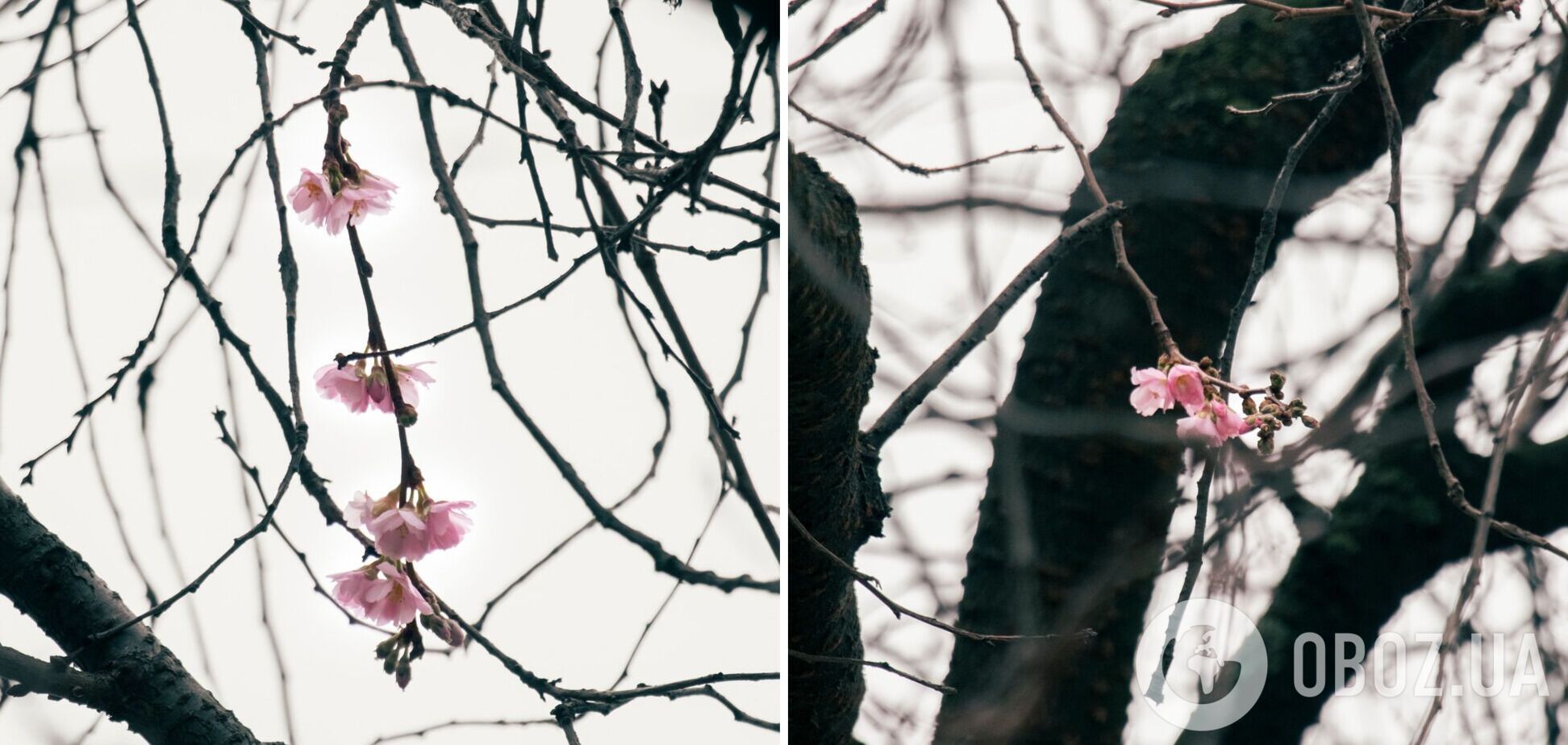 У Мукачеві в грудні розцвіла 'шалена' сакура. Фото
