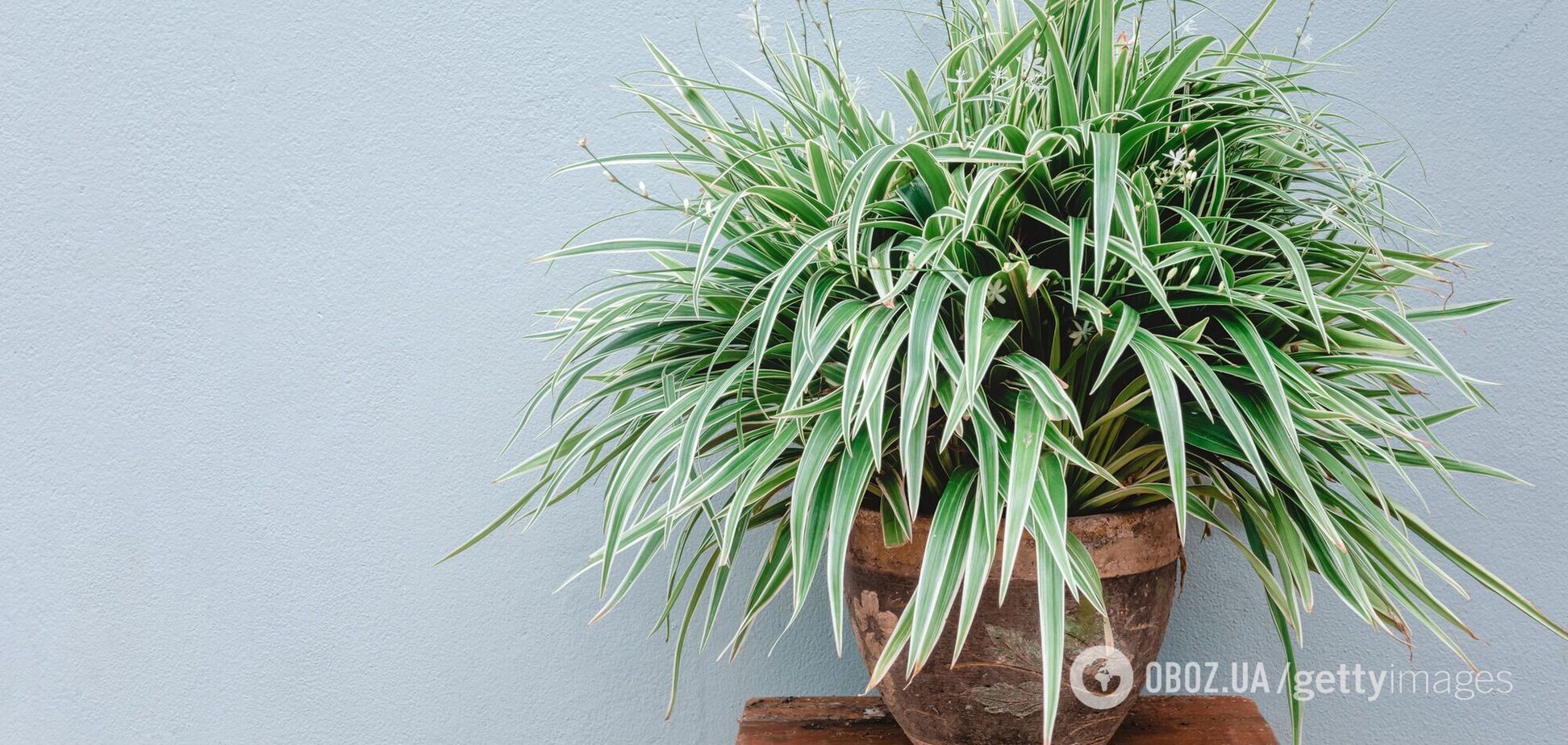 Як часто треба поливати хлорофітум: що треба знати про догляд