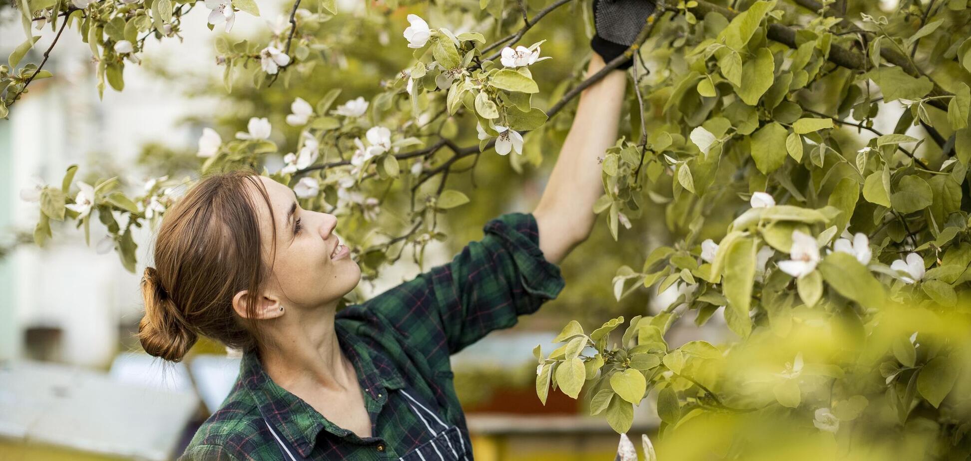 Як омолодити плодові дерева: коли чекати на результат