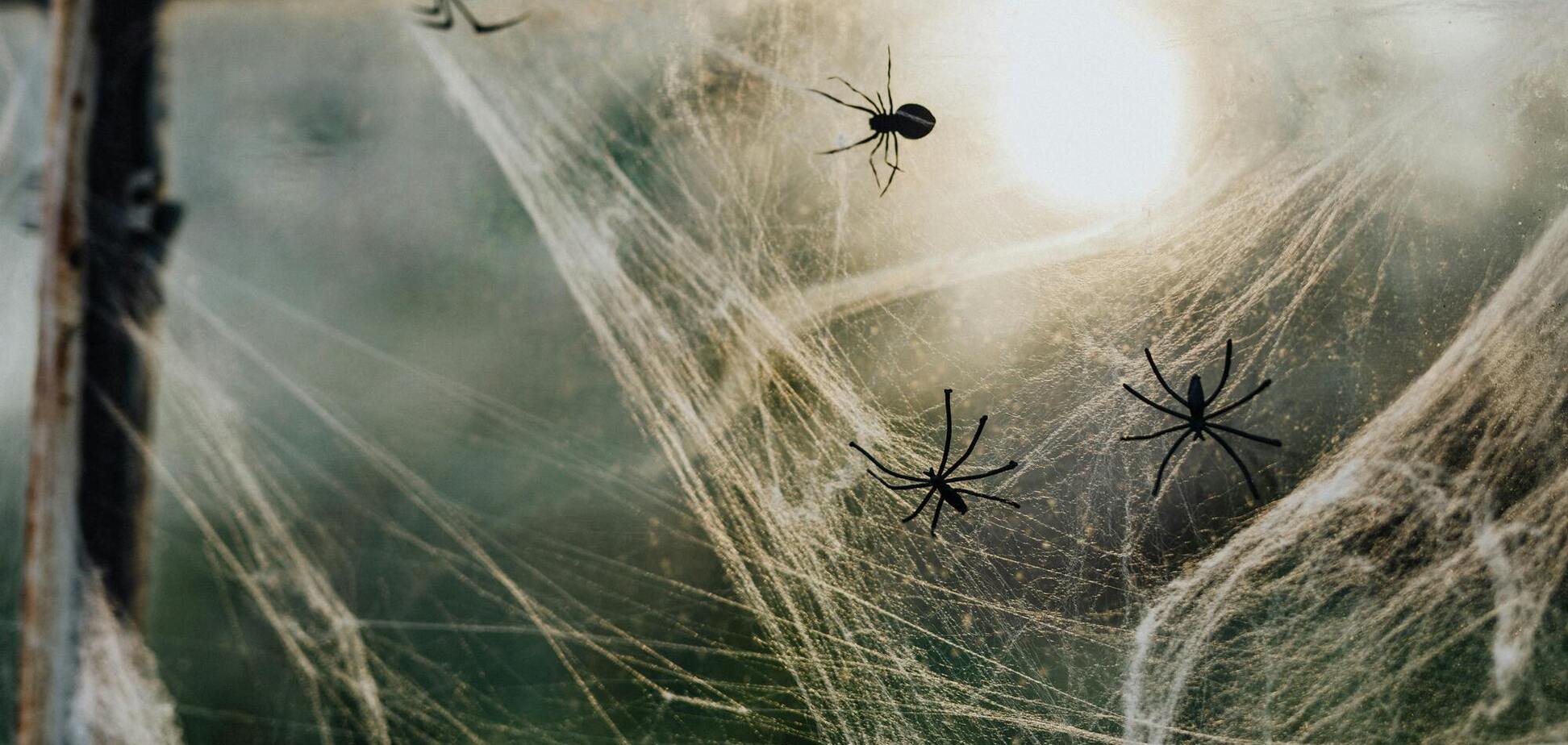 Як вигнати павуків з будинку чи квартири: дієвий лайфхак