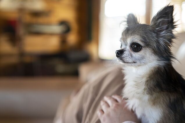 Топ-5 пород собак, которые могут укусить: неожиданный рейтинг