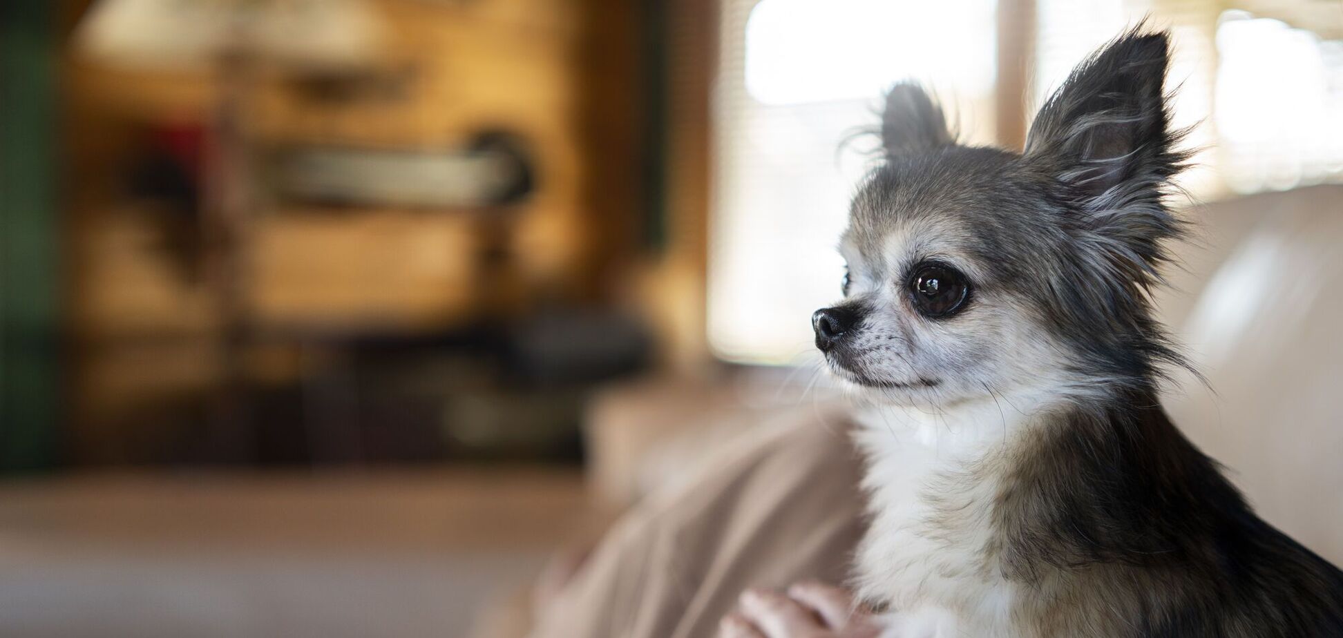 Топ-5 пород собак, которые могут укусить: неожиданный рейтинг