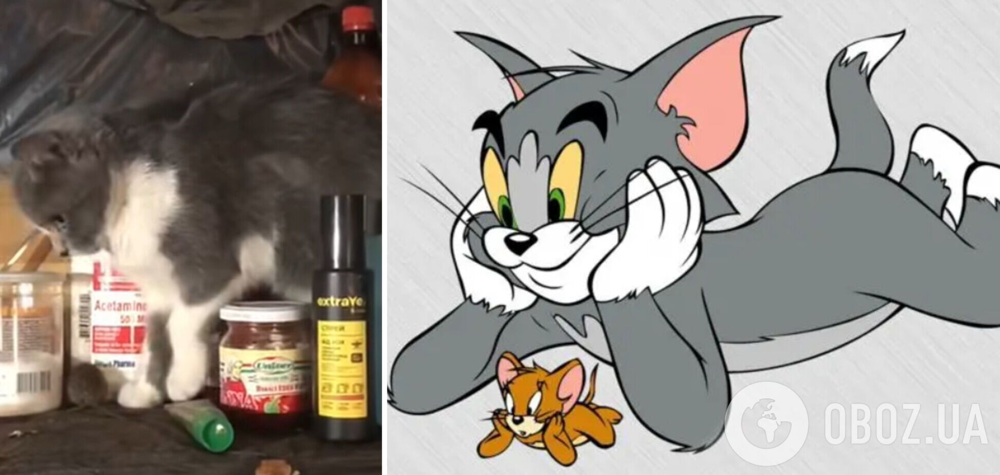 Том і Джеррі 'мобілізувалися': мережу розвеселили кадри із бліндажу прикордонників. Відео