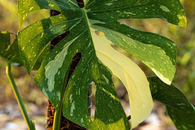 Чому зʼявляються плями на листках монстери: як врятувати рослину