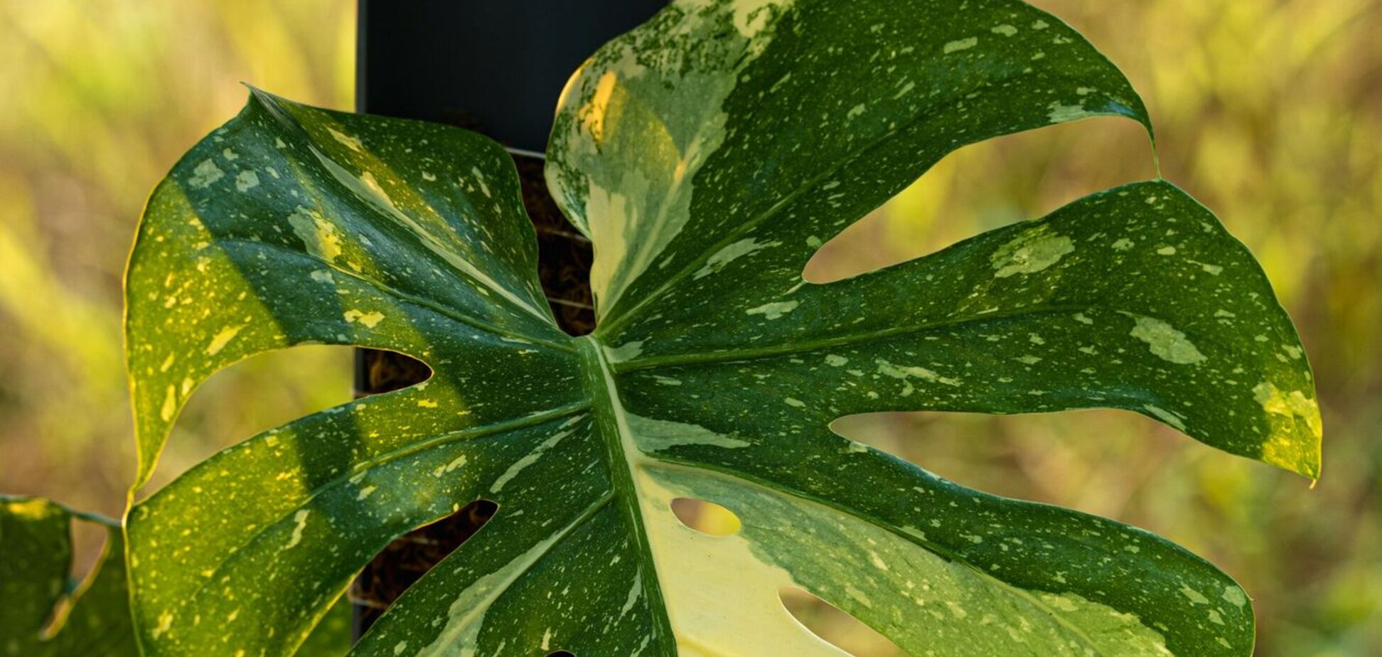 Почему появляются пятна на листьях монстеры: как спасти растение