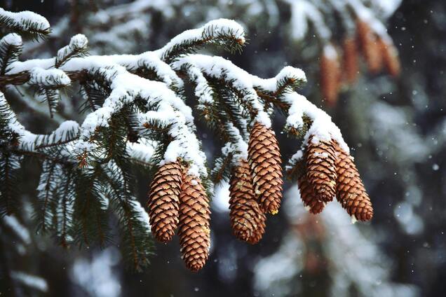 Яке свято відзначають 18 грудня: все про цей день
