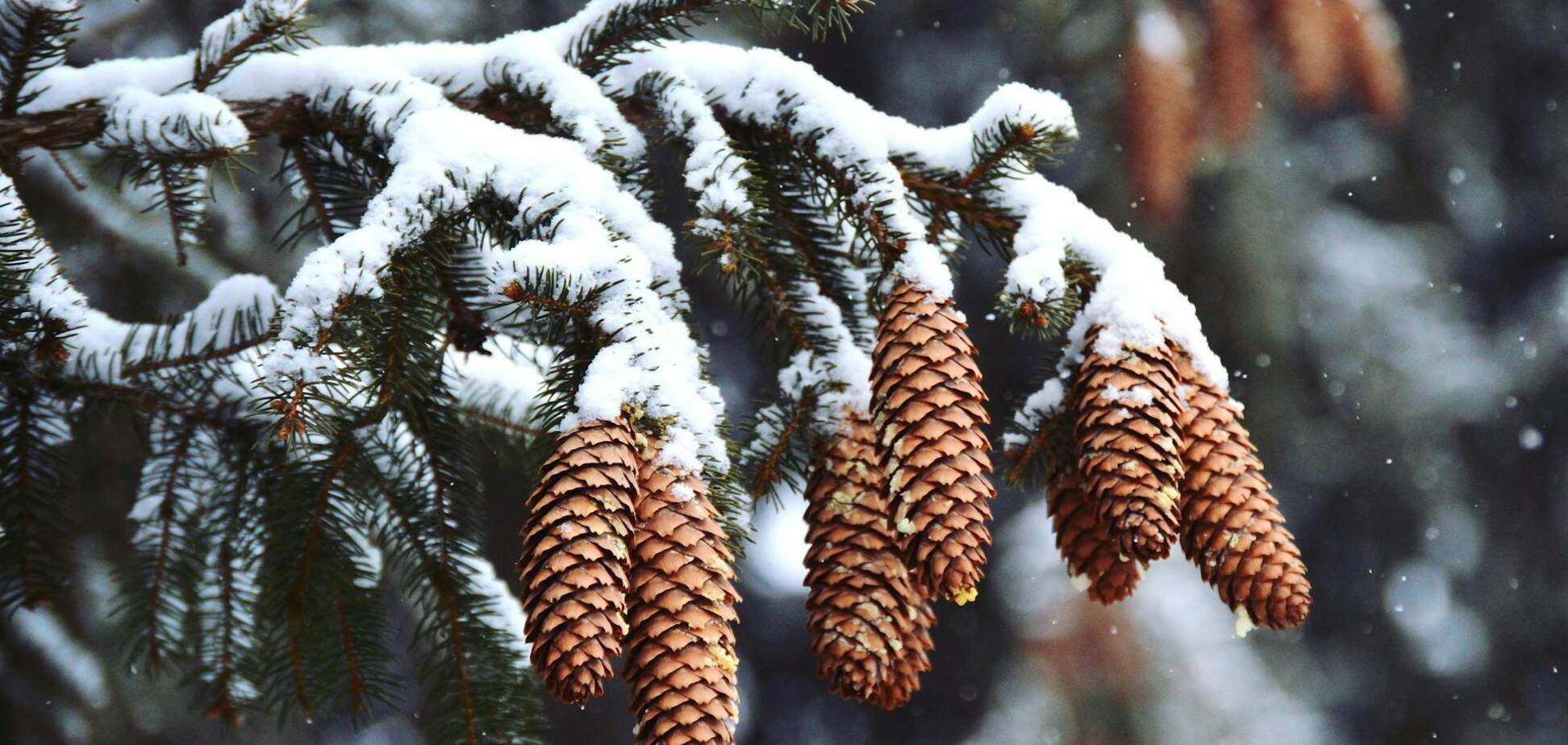 Яке свято відзначають 18 грудня: все про цей день