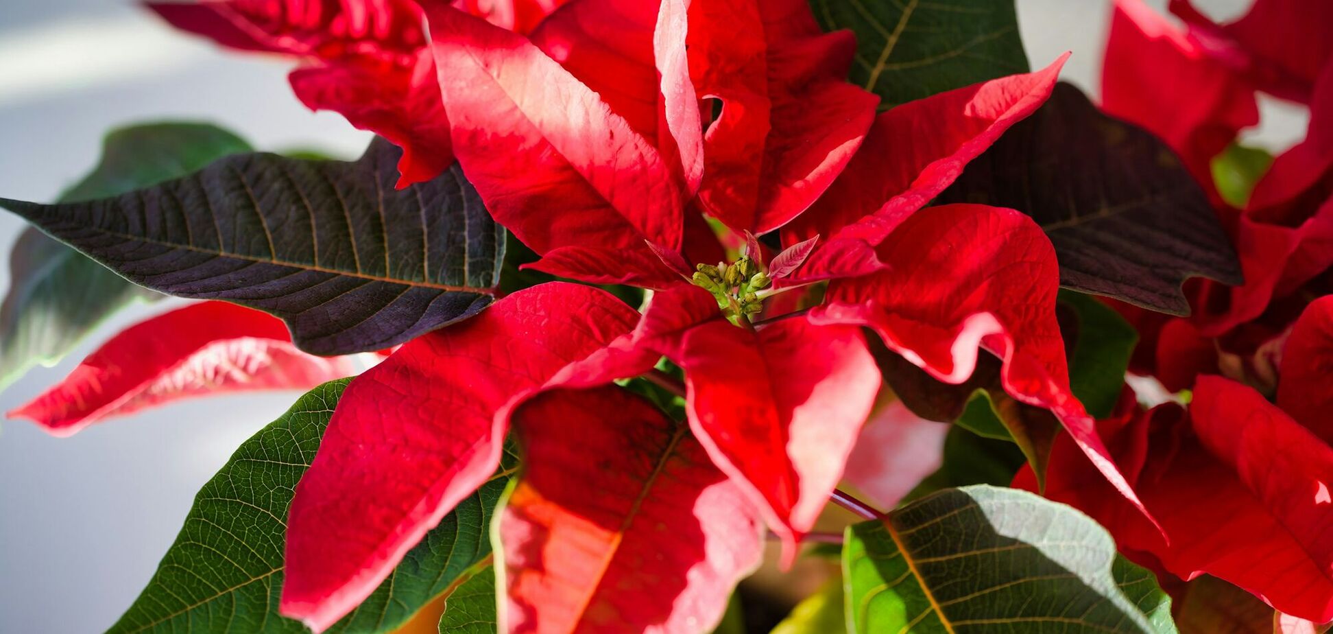 Чем подкормить пуансеттию: пригодится простой продукт