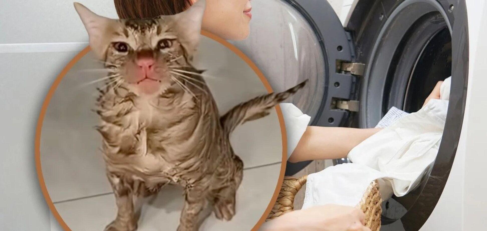 Чудом выжил: в Китае кот десять минут провел внутри работающей стиральной машины. Видео