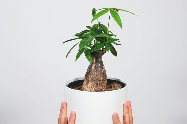 Неприхотливое и приносящее удачу: названо лучшее комнатное растение на 2026 год