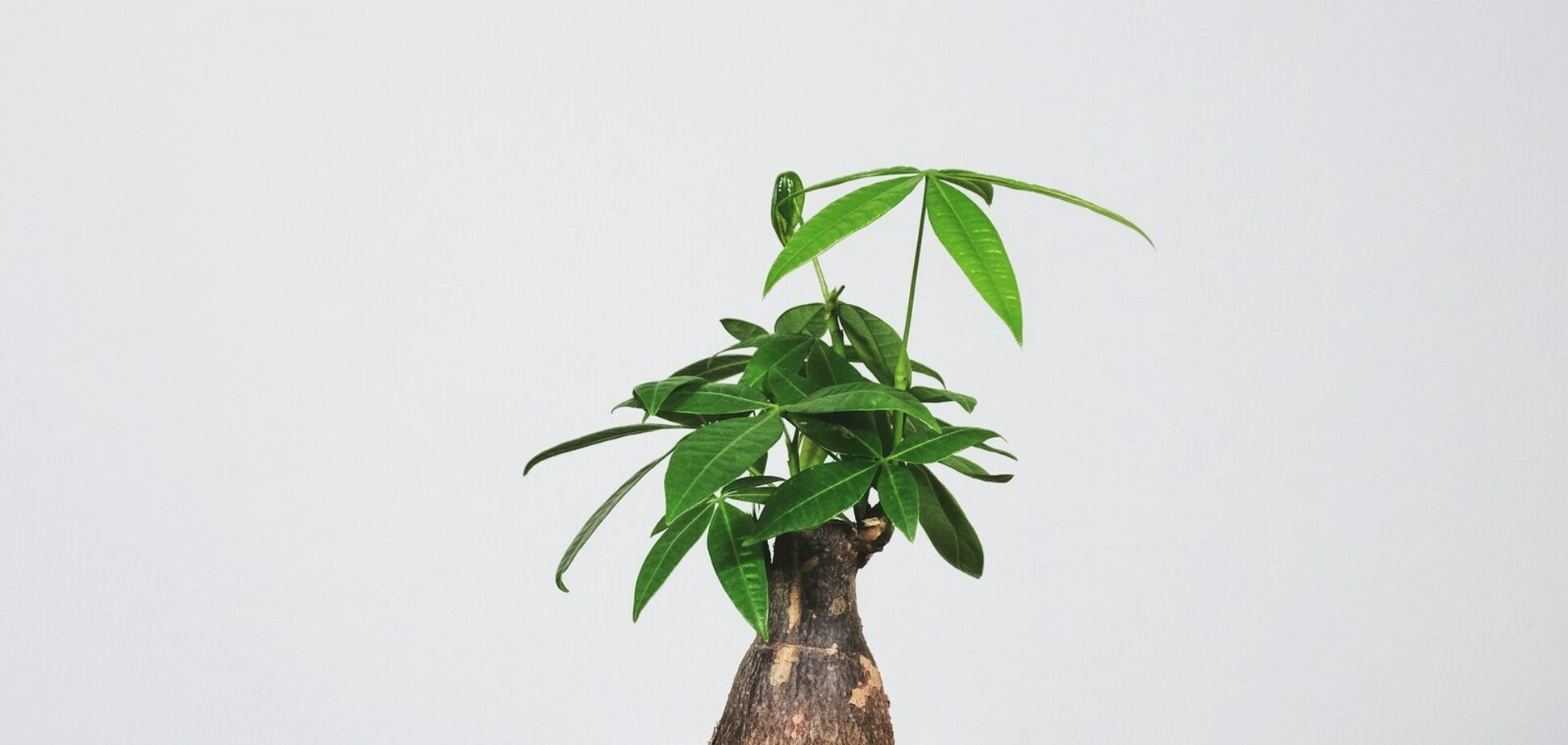 Невибаглива і приносить удачу: названо найкращу кімнатну рослину на 2026 рік