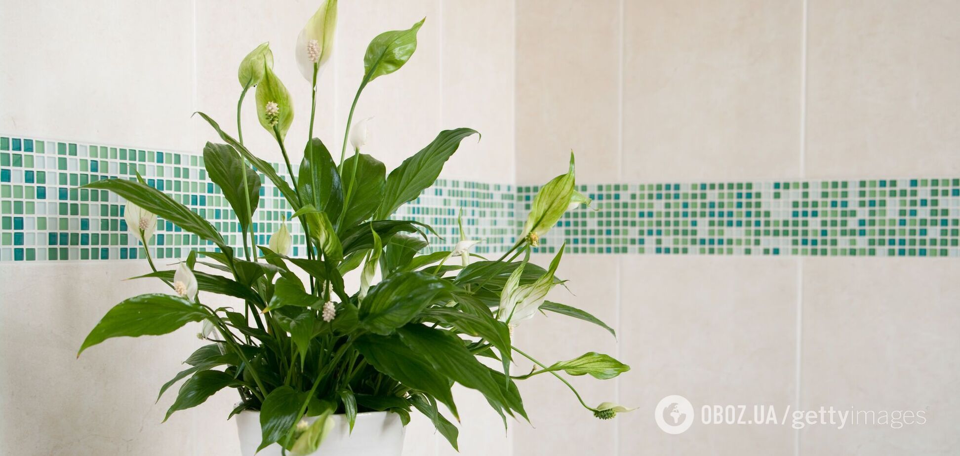 Спатифиллум не будет сохнуть: поможет одно простое действие