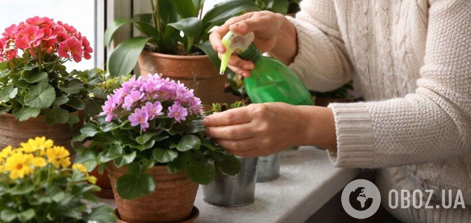 Як вберегти кімнатні квіти від сухості взимку: дієві поради