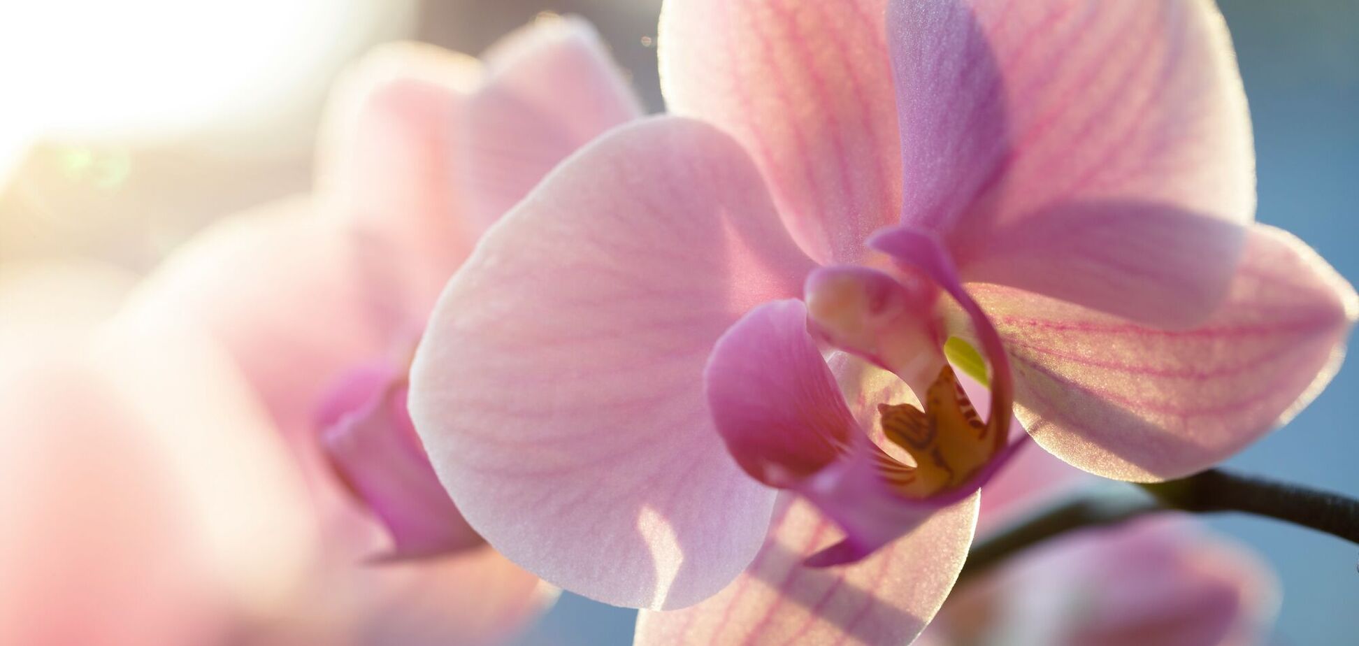 Как сделать, чтобы орхидеи цвели каждый год: есть несколько секретов