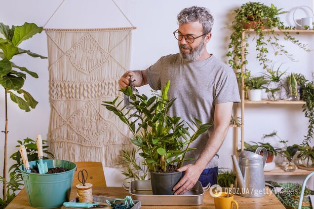 Як часто треба поливати заміокулькас: ростиме набагато швидше