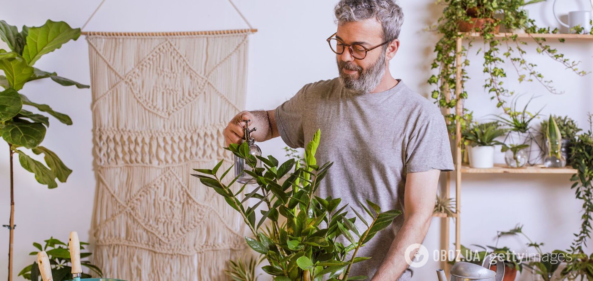 Как часто надо поливать замиокулькас: будет расти намного быстрее