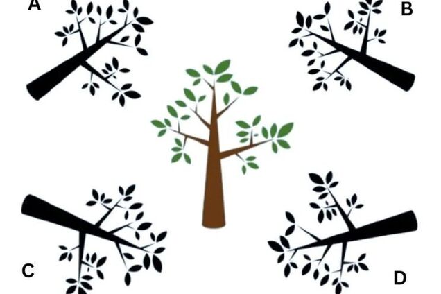 Какая тень правильная? Попробуйте угадать за 9 секунд