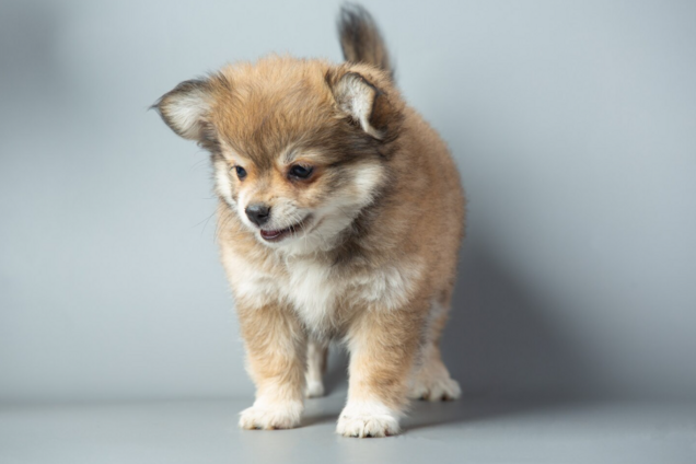 Дрессировщица назвала фразу, которую никогда не следует говорить щенку