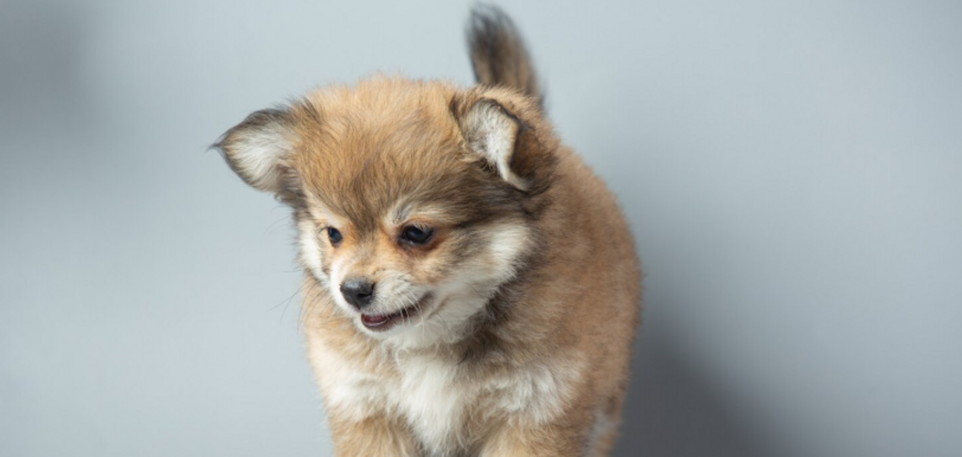 Дрессировщица назвала фразу, которую никогда не следует говорить щенку