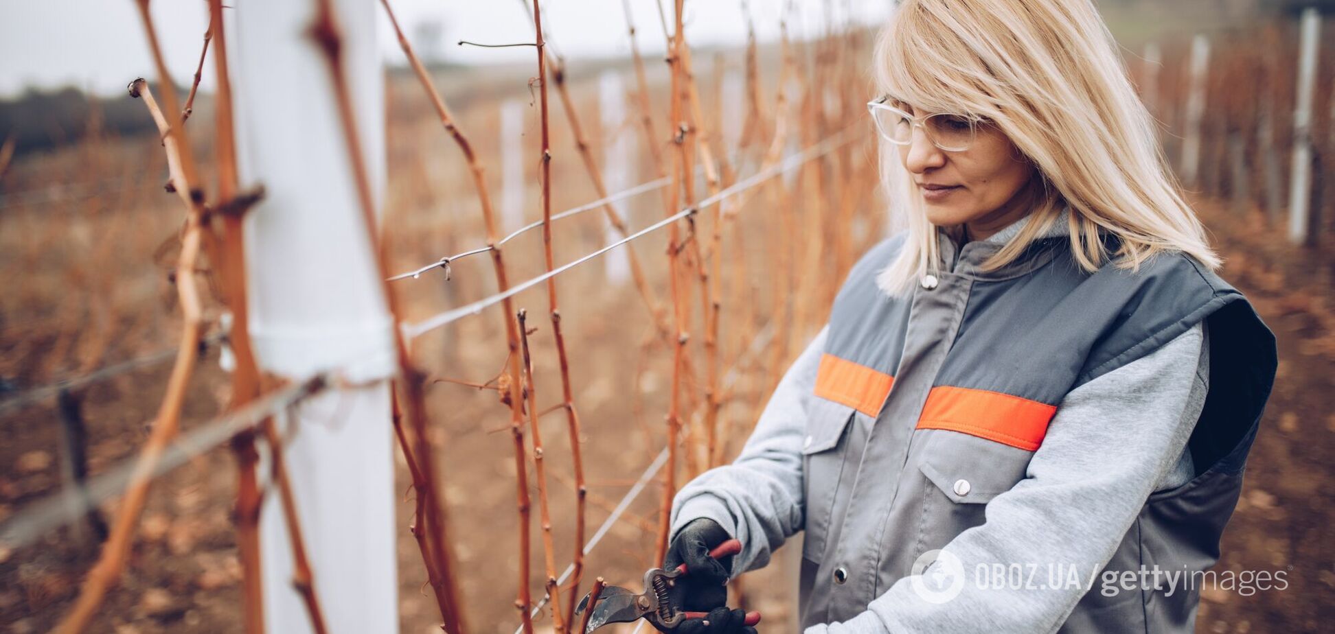 Які рослини в саду обовʼязково треба обрізати у грудні: список