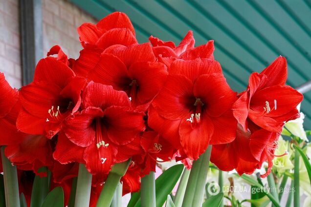 Чи треба обрізати листя амариліса: пояснення експертів