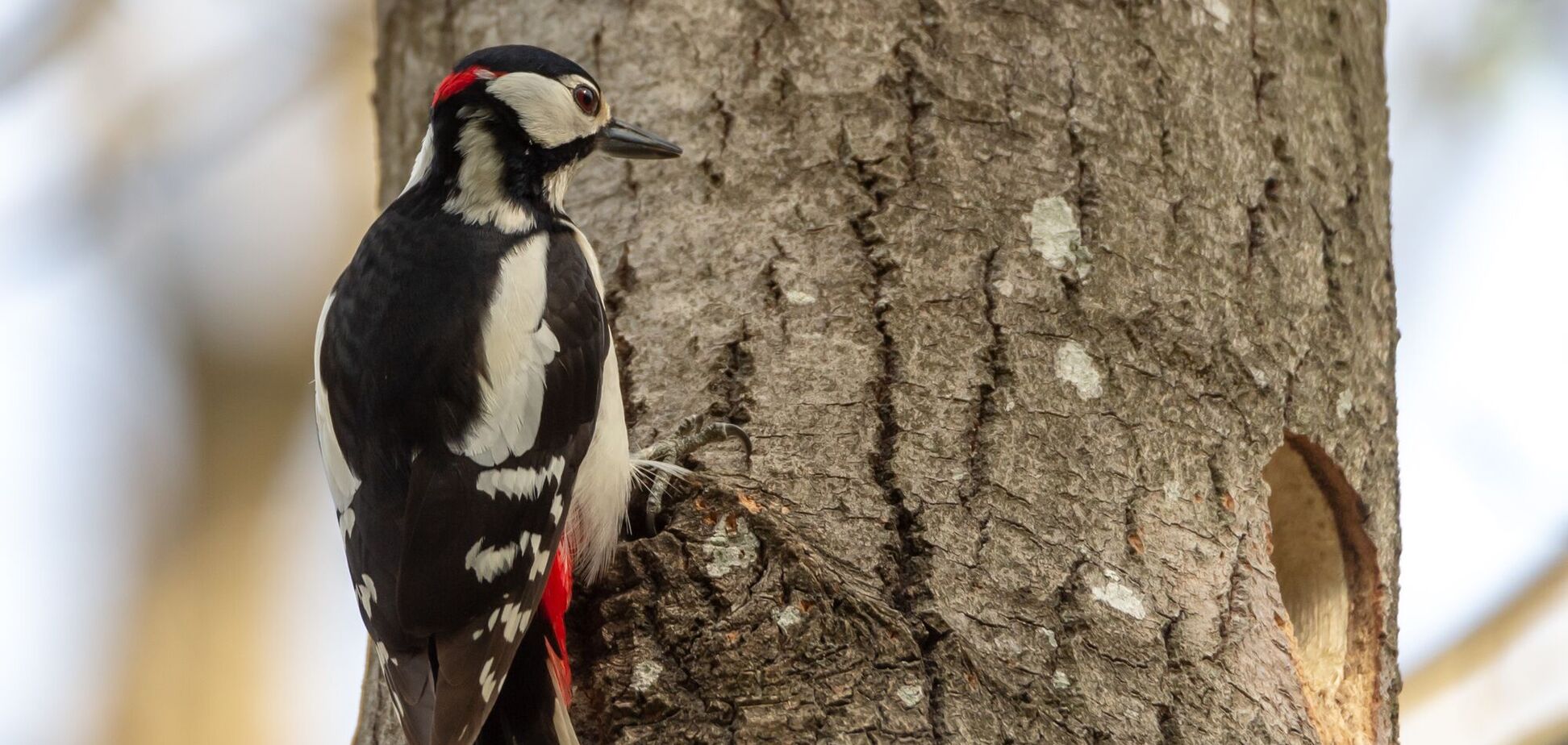 Как легко привлечь дятлов в ваш сад: они помогут бороться с вредителями