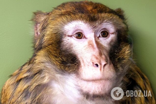 Под Киевом волонтеры спасли лесную макаку, которая сбежала от владельцев и бегала по улицам. Фото