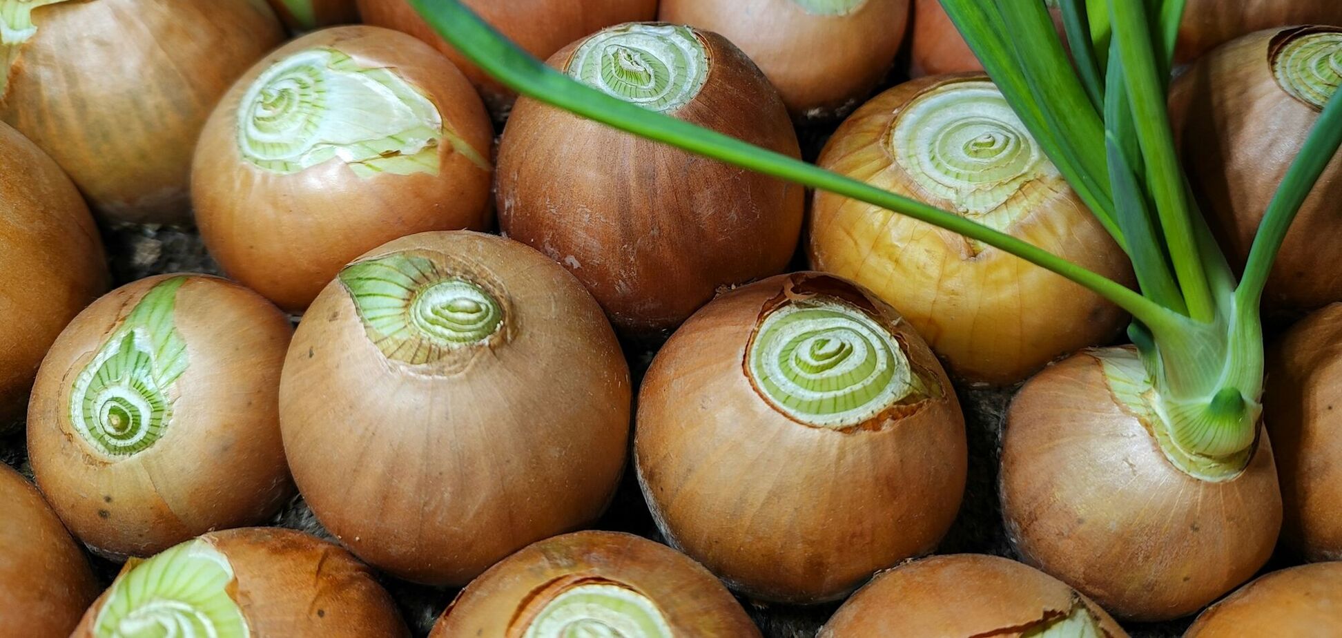 Как сделать урожай озимого лука рекордным: простая подкормка