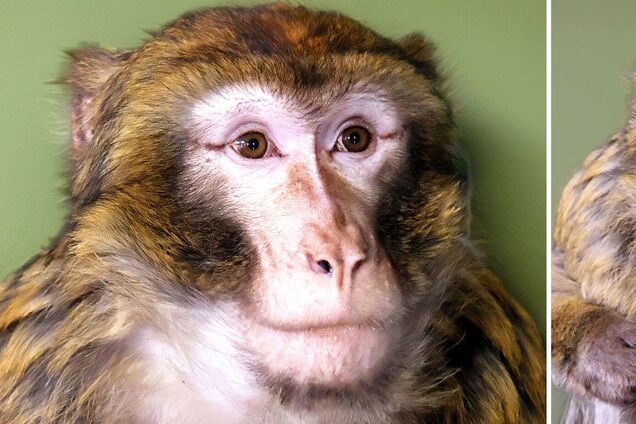 Под Киевом волонтеры спасли лесную макаку, которая сбежала от владельцев и бегала по улицам. Фото