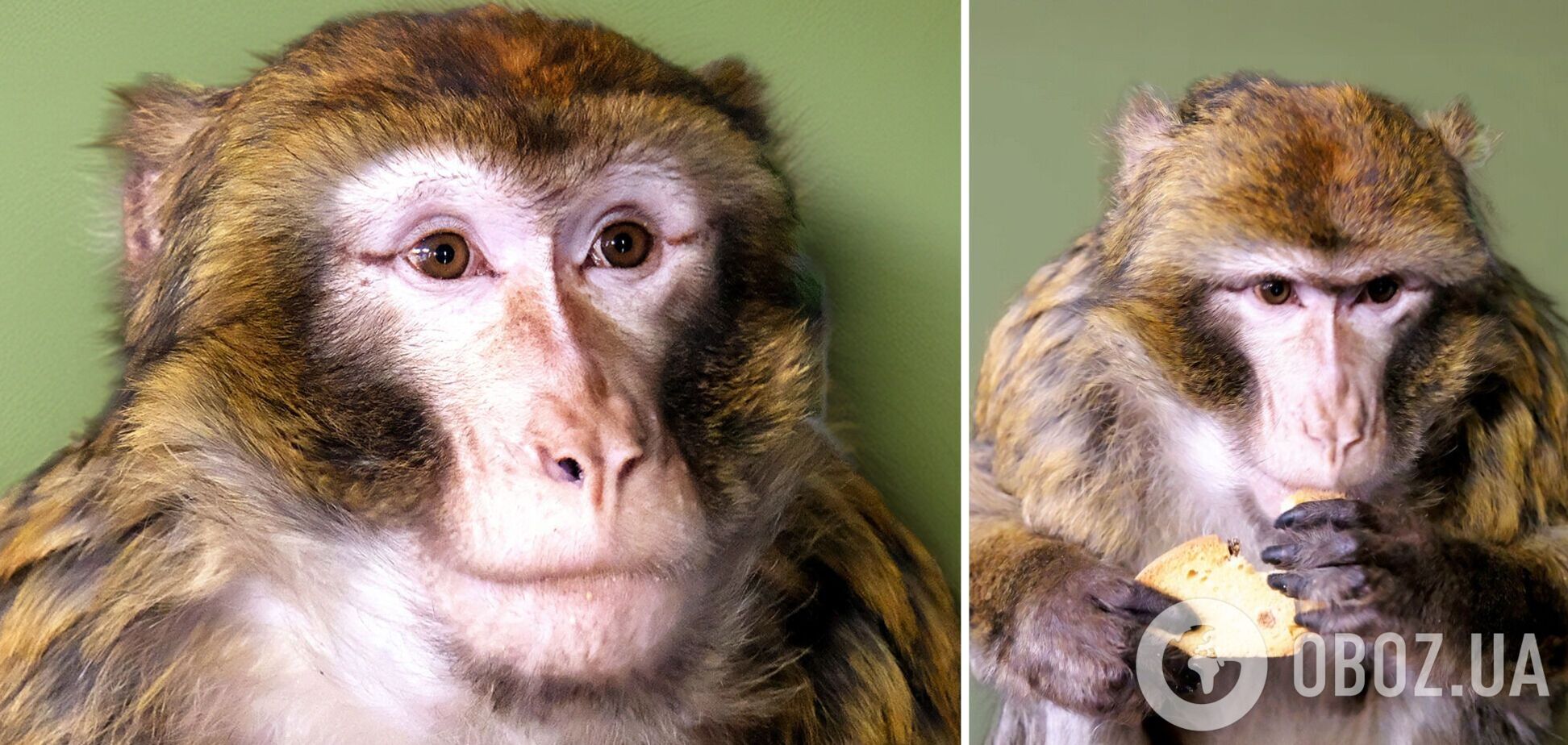 Под Киевом волонтеры спасли лесную макаку, которая сбежала от владельцев и бегала по улицам. Фото