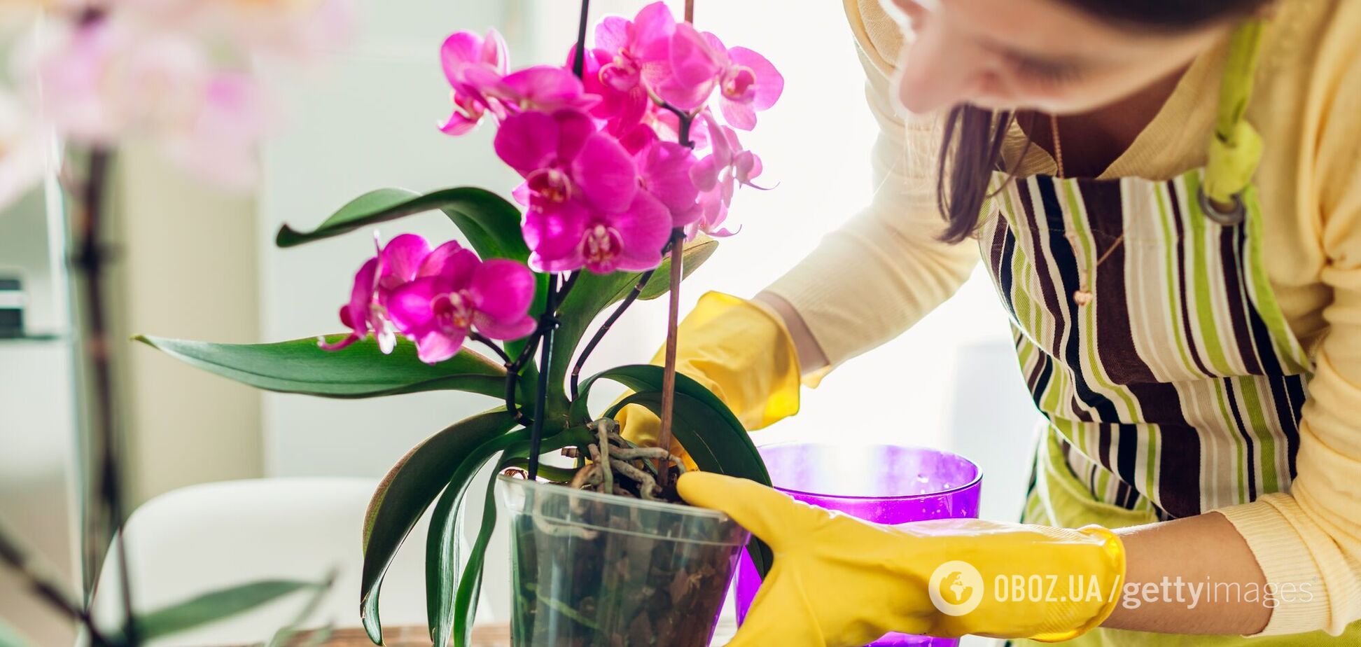 Коли треба пересаджувати орхідеї: ознаки, що діяти необхідно терміново
