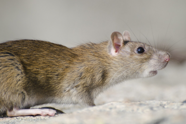Які запахи ненавидять миші та щури: вони допоможуть їх віднадити