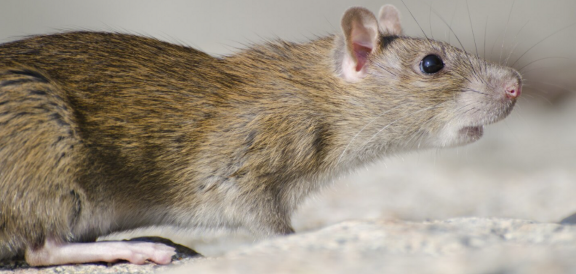Які запахи ненавидять миші та щури: вони допоможуть їх віднадити