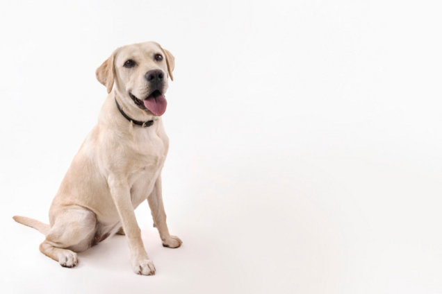 Ветеринар назвал лучшую на планете породу собак