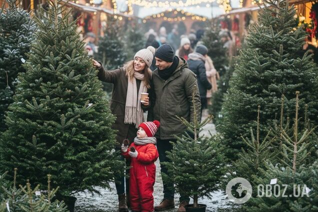 Елка или сосна: какое дерево лучше выбрать на Новый год