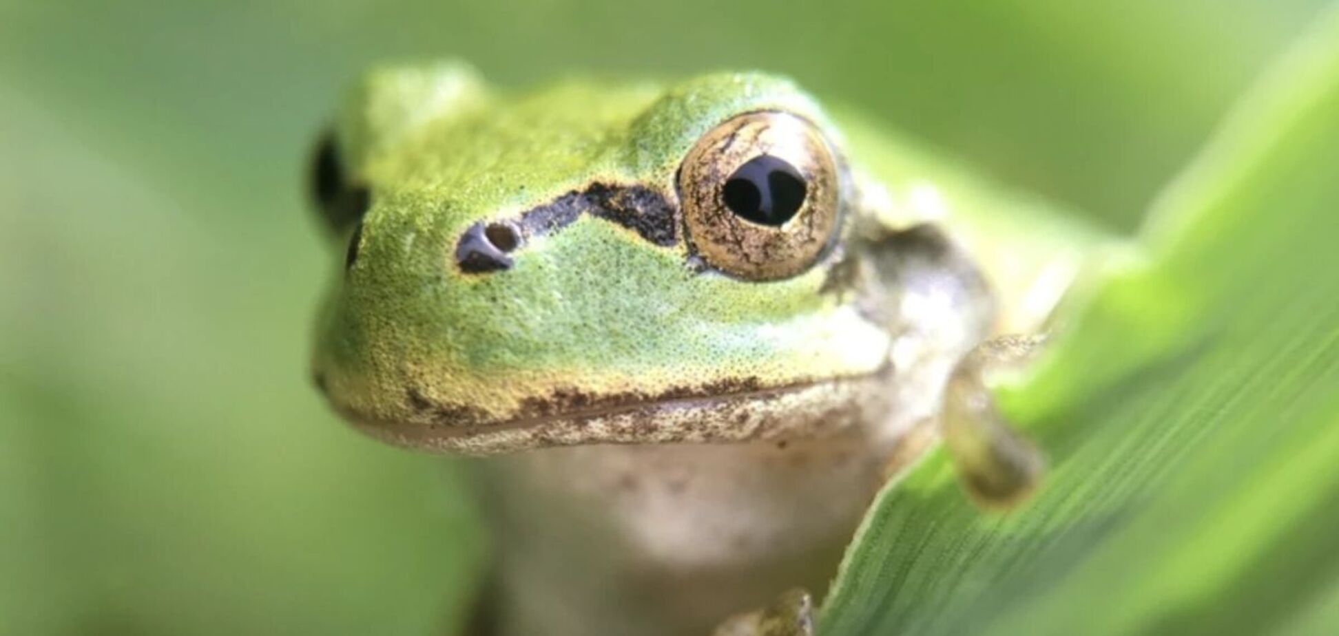 Достатньо однієї дози: вчені виявили у жаб бактерію, яка може знищувати рак
