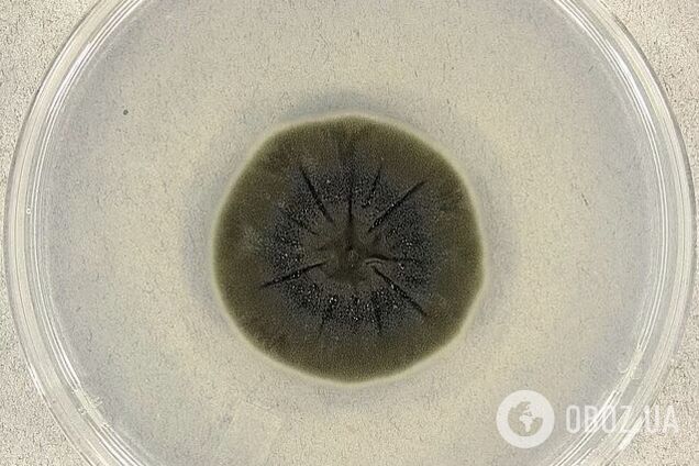 Питаются радиацией: уникальные грибы-мутанты обнаружили в Чернобыльской зоне. Подробности и фото