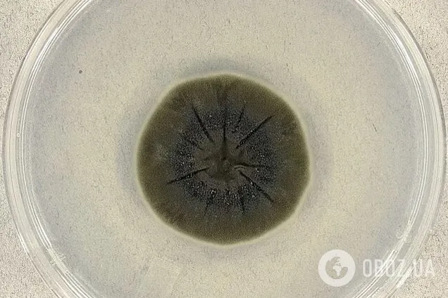 Живляться радіацією: унікальні гриби-мутанти виявили у Чорнобильській зоні. Подробиці та фото