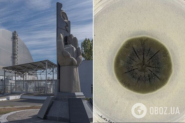 Питаются радиацией: уникальные грибы-мутанты обнаружили в Чернобыльской зоне. Подробности и фото