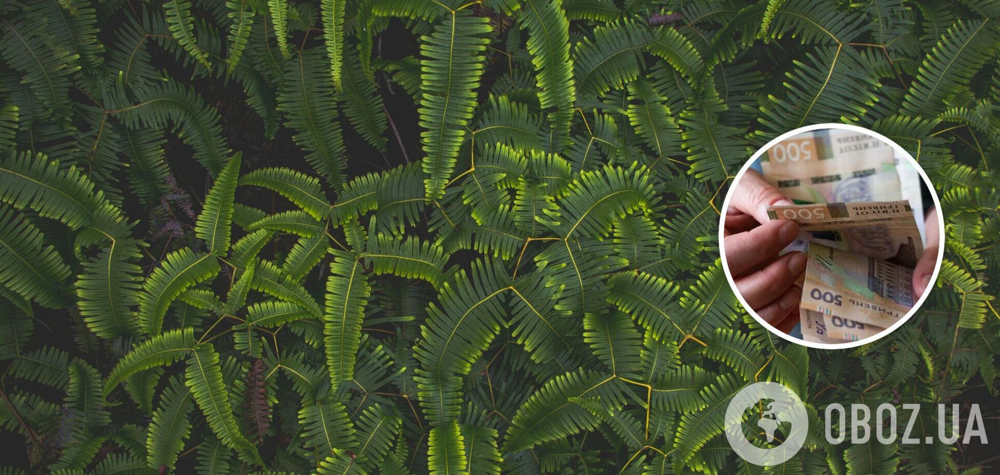 Какие растения притягивают деньги и удачу в дом: лучшие варианты