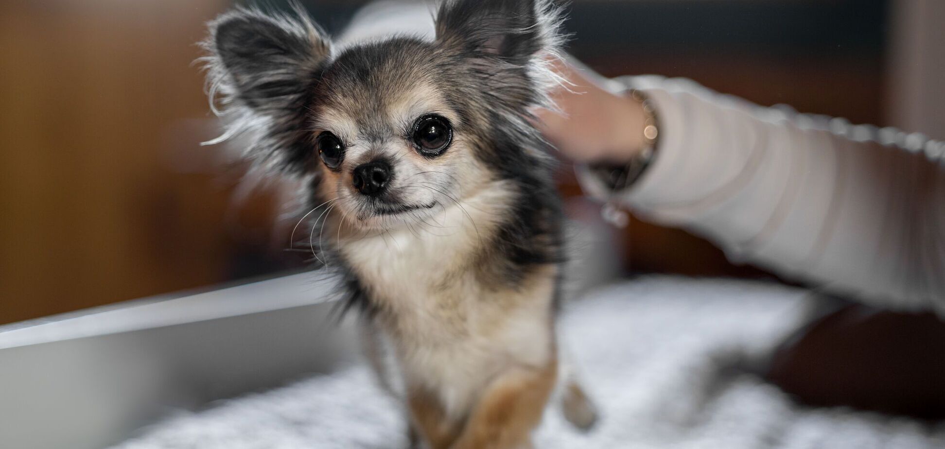 Топ-5 найбільш мерзлякуватих порід собак: їм потрібен одяг взимку