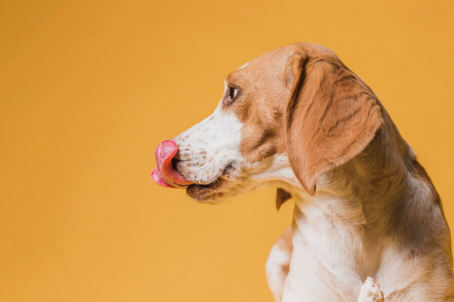 Как собаки проявляют любовь к хозяевам: один явный признак