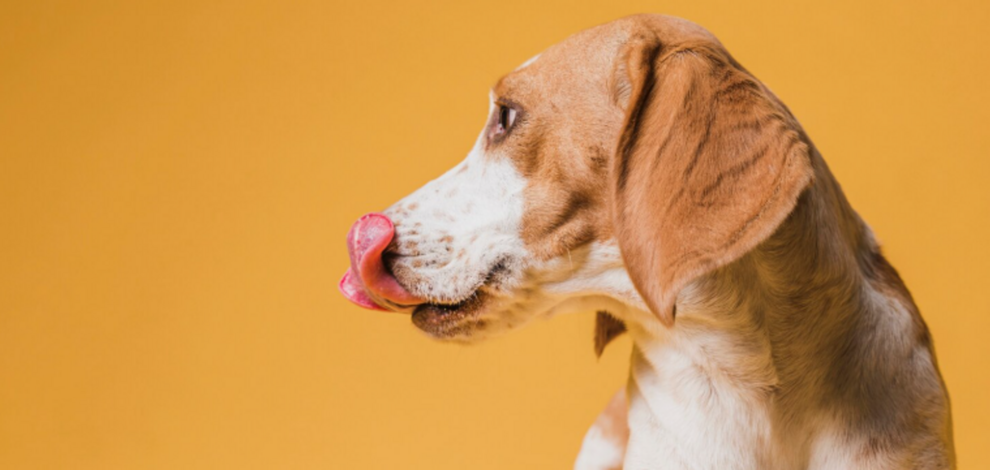 Как собаки проявляют любовь к хозяевам: один явный признак