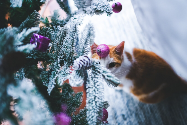 Как защитить елку от кота: поможет продукт, который они ненавидят