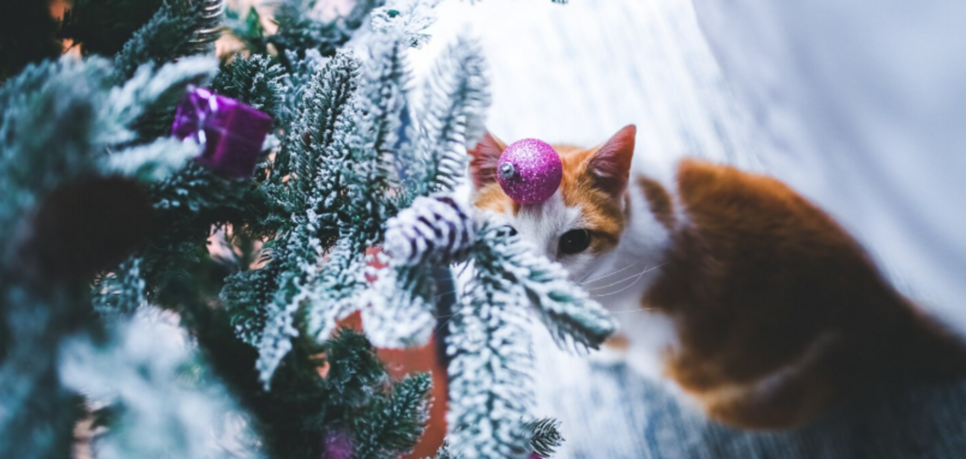 Как защитить елку от кота: поможет продукт, который они ненавидят